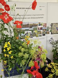 Blick auf die Posterwand des FInAL-Standes über Pflanzen wie Mohn und Dill hinweg.