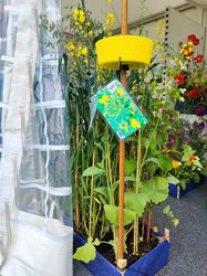 Ausstellungsstück Pflanzen mit Fangschale für Insekten