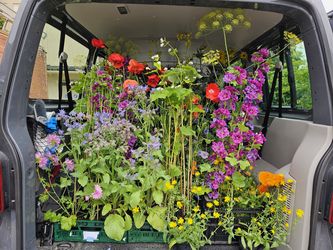 Blick in den Ladeaum eines VW-Busses mit Ausstellungspflanzen