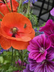 Blüten von rotem Klatschmohn und Malve mit Insekt