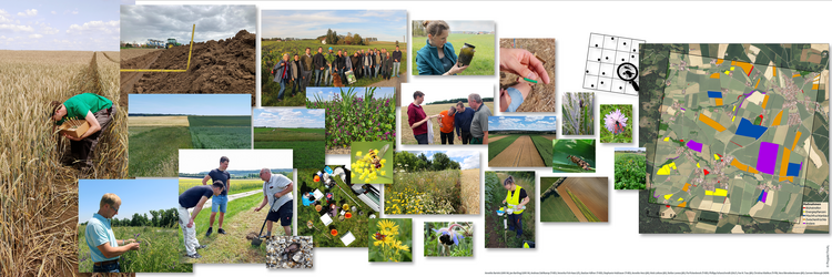 Detail der Ausstellung von FInAL: Die gemeinsam von Wissenschaft und Praxis erarbeitete Entwicklung und Umsetzung von insektenfreundlichen Maßnahmen in drei Landschaftslaboren soll die Agrarlandschaft transformieren. Begleitet wird der langfristige Prozess u. a. von Biodiversitätsmonitoring in den Landschaftslaboren und ihren Referenzlandschaften.